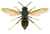 Sršeň asijská (Vespa Velutina)